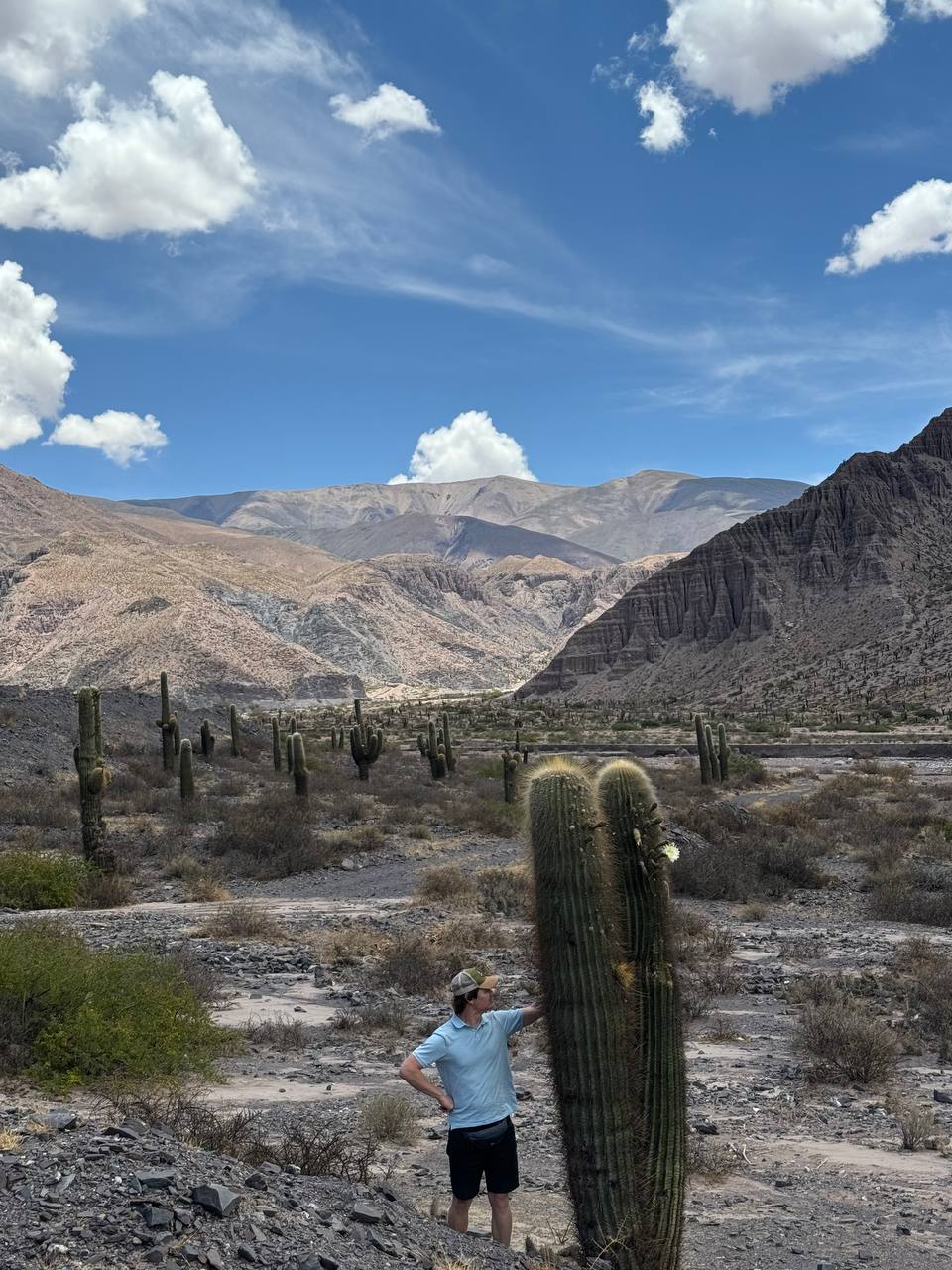 Giant cardón cacti in the Andean valleys