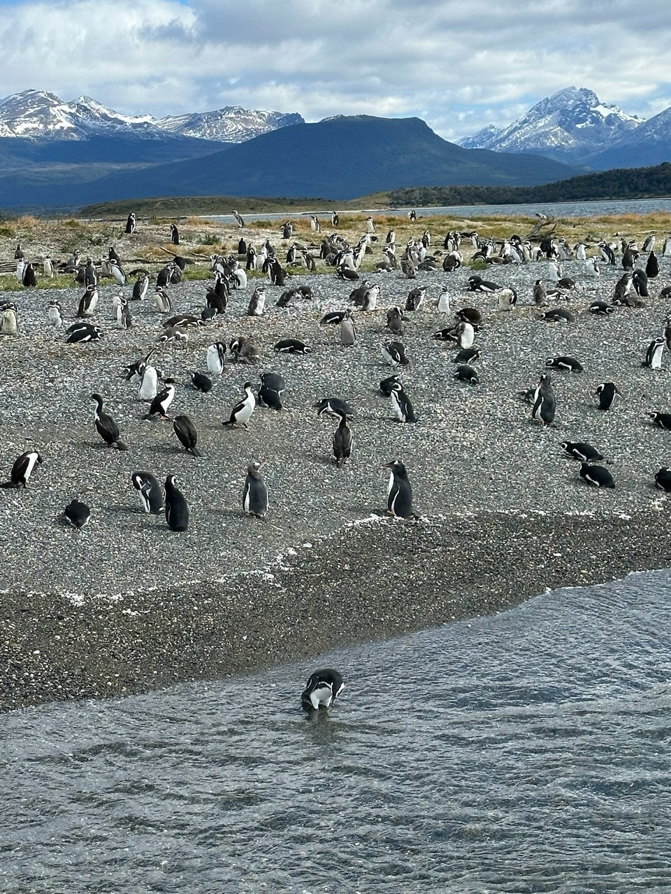 Penguin colony on a Patagonian beach