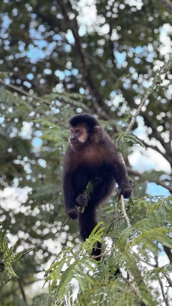 Capuchin monkey in the Iguazú canopy