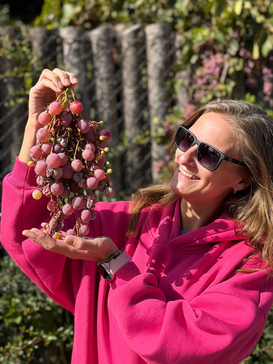 Fresh Malbec grapes in the vineyard