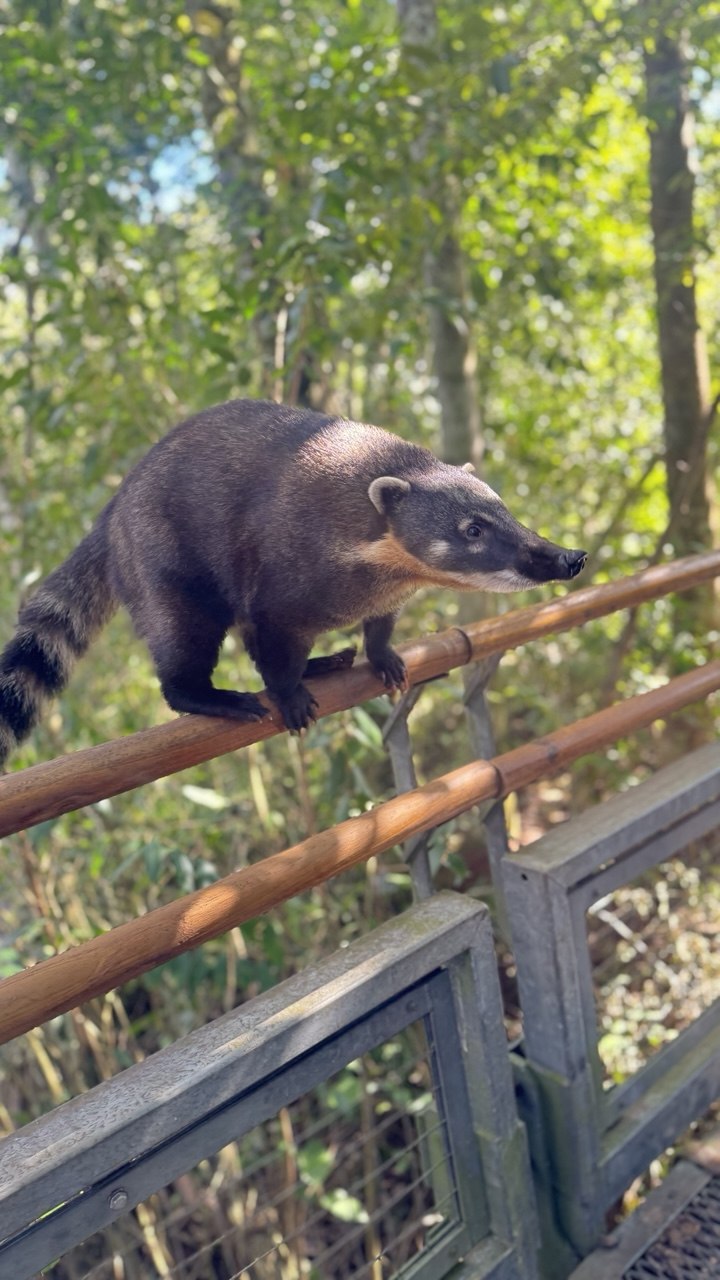 Coati in Iguazú National Park